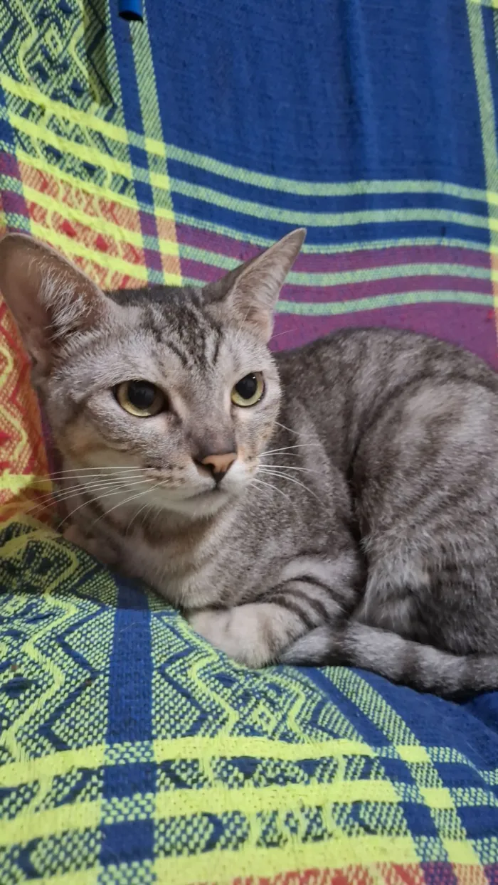 Gato raça SRD-ViraLata idade 2 anos nome Dante 