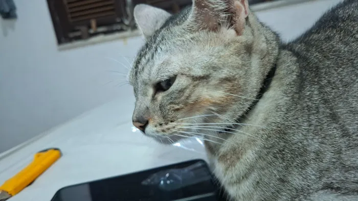 Gato raça SRD-ViraLata idade 2 anos nome Dante 