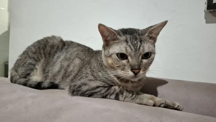 Gato raça SRD-ViraLata idade 2 anos nome Dante 