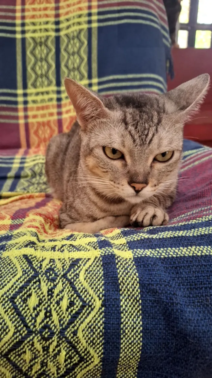 Gato raça SRD-ViraLata idade 2 anos nome Dante 