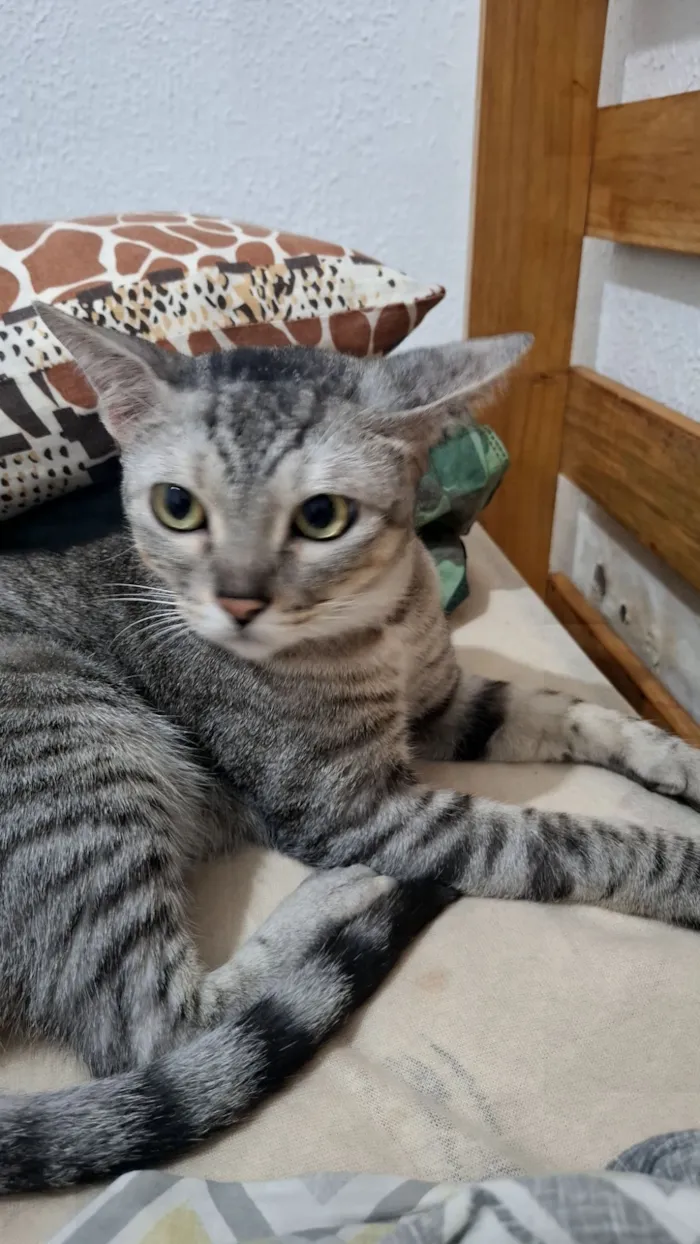 Gato raça SRD-ViraLata idade 2 anos nome Dante 