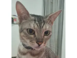 Gato raça SRD-ViraLata idade 2 anos nome Dante 