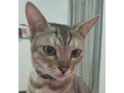 Gato raça SRD-ViraLata idade 2 anos nome Dante 