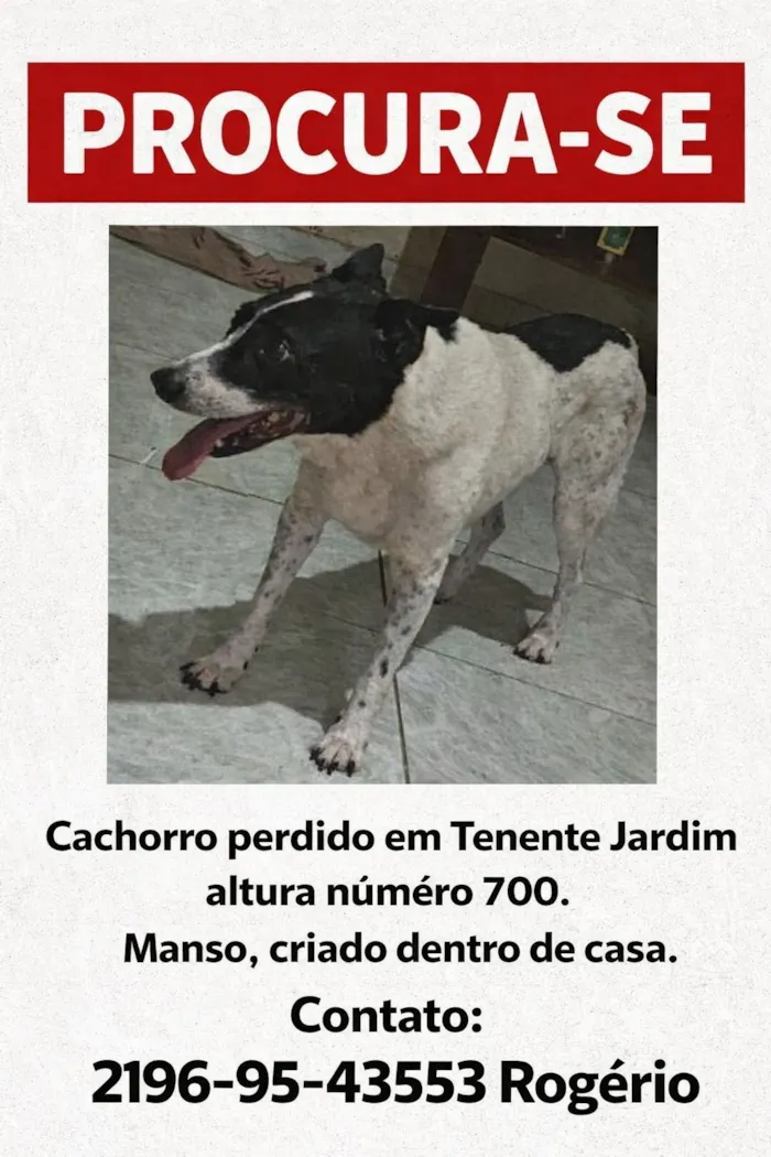 Cachorro raça SRD-ViraLata idade 6 ou mais anos nome pedro