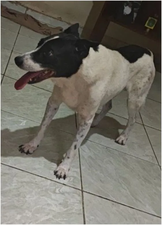 Cachorro raça SRD-ViraLata idade 6 ou mais anos nome pedro