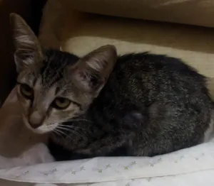 Gato raça SRD-ViraLata idade 2 a 6 meses nome Sem nome