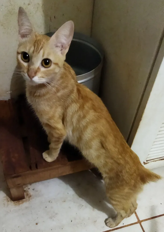 Gato raça SRD-ViraLata idade 2 a 6 meses nome Sem nome