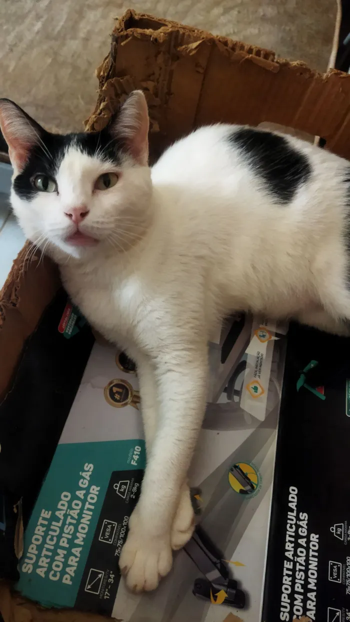 Gato raça SRD-ViraLata idade 2 a 6 meses nome Sem nome