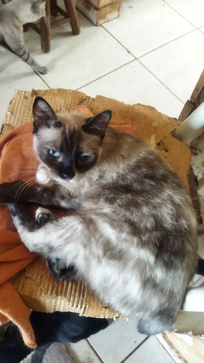 Gato raça SRD-ViraLata idade 2 a 6 meses nome Sem nome