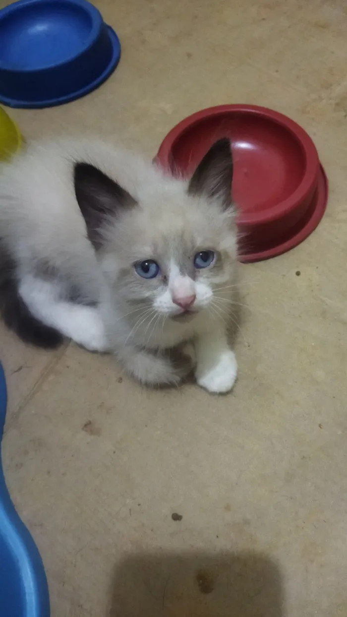 Gato raça SRD-ViraLata idade 2 a 6 meses nome Sem nome
