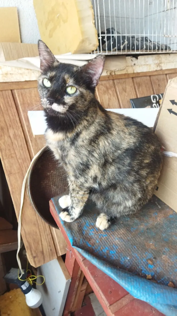 Gato raça SRD-ViraLata idade 2 a 6 meses nome Sem nome