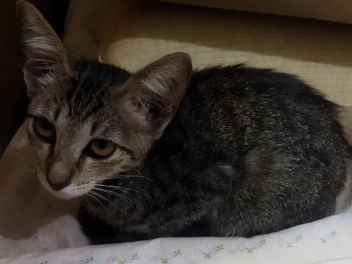 Gato raça SRD-ViraLata idade 2 a 6 meses nome Sem nome