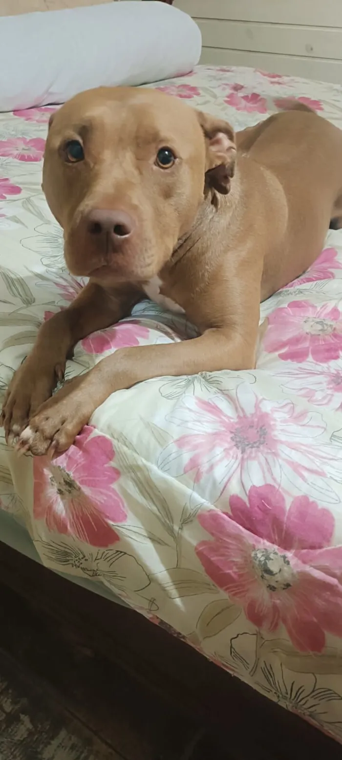 Cachorro raça Pit-Bull idade 2 anos nome Melinda 