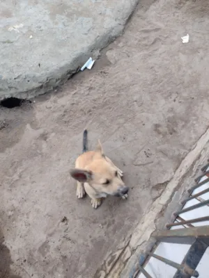 Cachorro raça SRD-ViraLata idade 2 a 6 meses nome Luna 