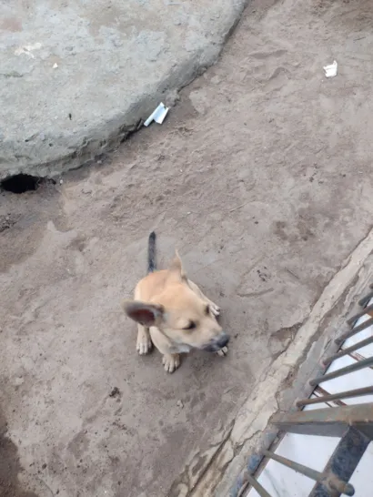 Cachorro raça SRD-ViraLata idade 2 a 6 meses nome Luna 
