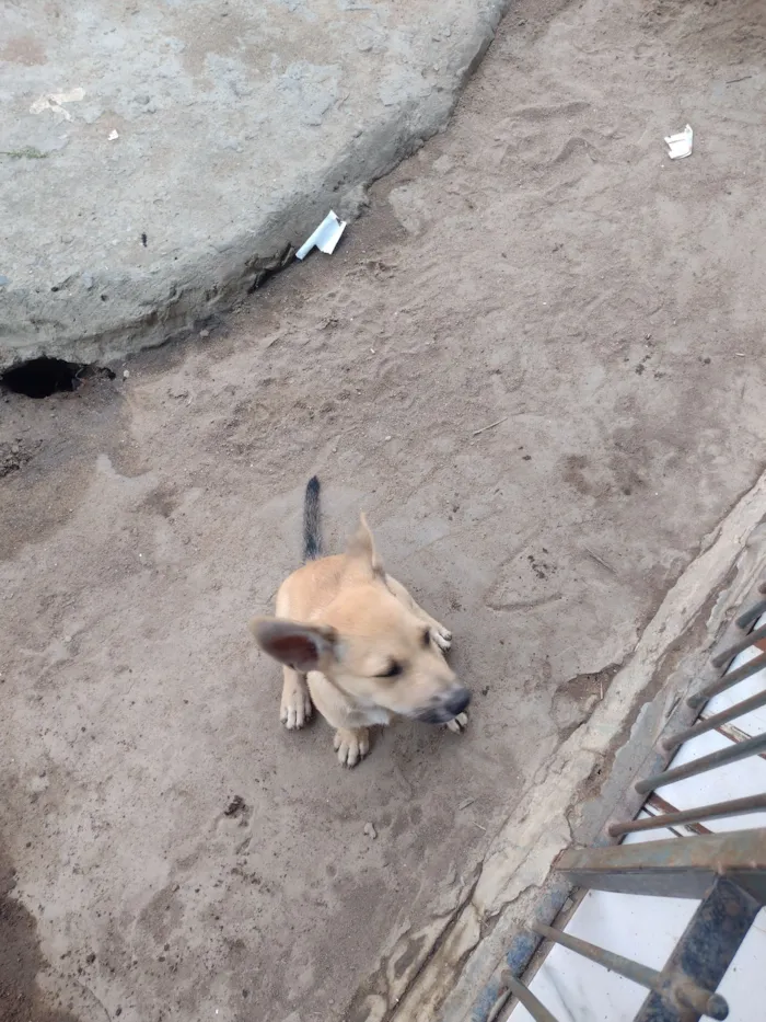 Cachorro raça SRD-ViraLata idade 2 a 6 meses nome Luna 