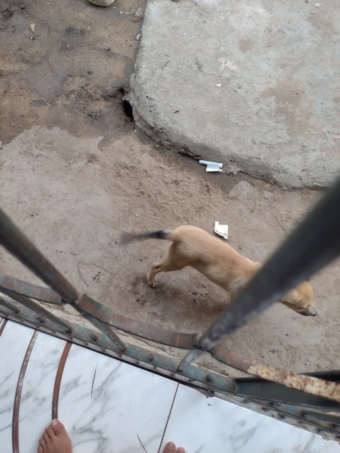 Cachorro raça SRD-ViraLata idade 2 a 6 meses nome Luna 