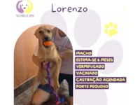 Cachorro raça SRD-ViraLata idade 2 a 6 meses nome Lorenzo