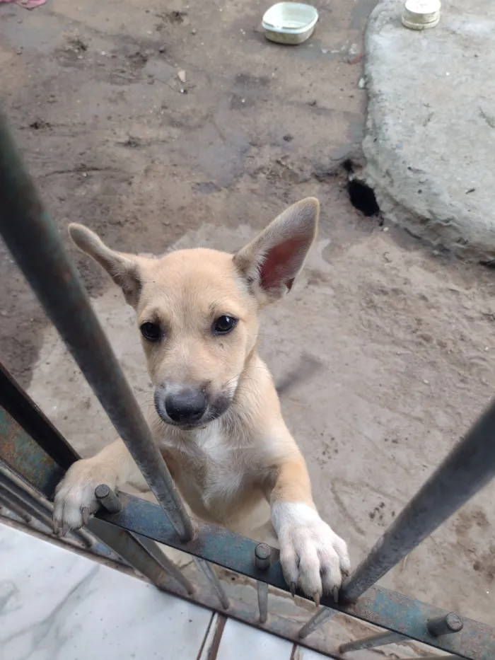 Cachorro raça SRD-ViraLata idade Abaixo de 2 meses nome luna