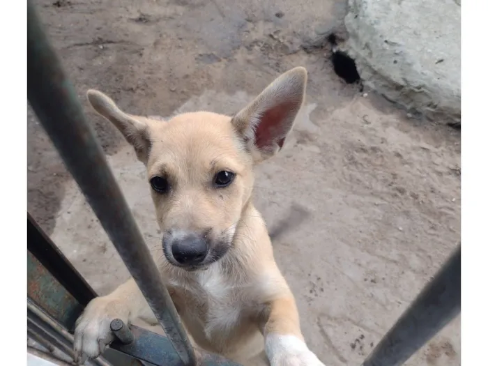 Cachorro raça SRD-ViraLata idade Abaixo de 2 meses nome luna