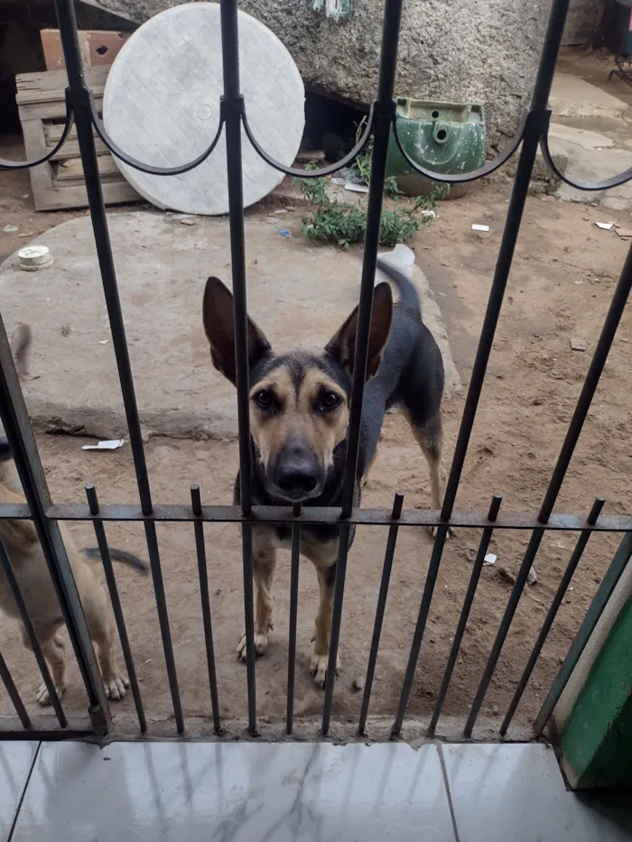 Cachorro raça SRD-ViraLata idade 6 ou mais anos nome Kiara 