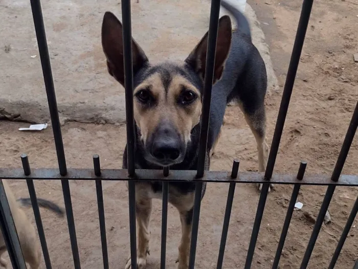 Cachorro raça SRD-ViraLata idade 6 ou mais anos nome Kiara 