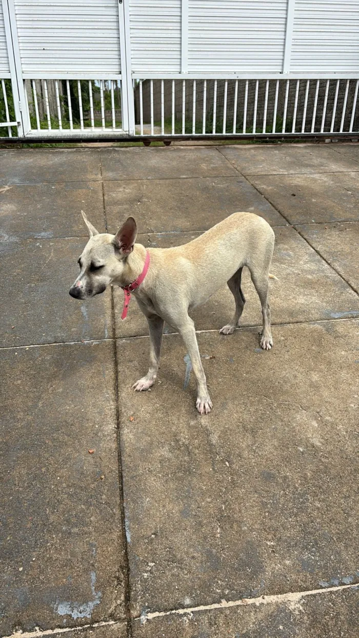 Cachorro raça SRD-ViraLata idade 2 a 6 meses nome Osa