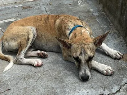 Cachorro raça SRD-ViraLata idade 7 a 11 meses nome Manuela