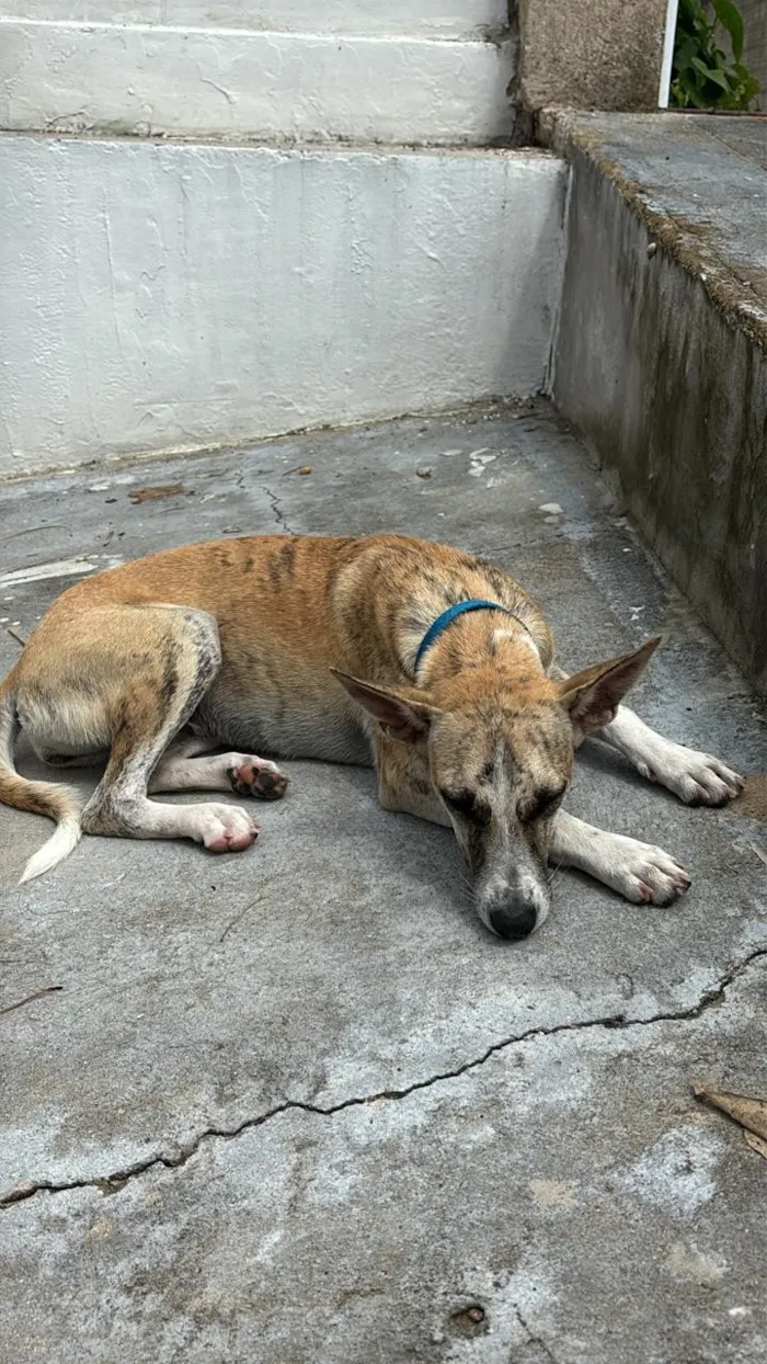 Cachorro raça SRD-ViraLata idade 7 a 11 meses nome Manuela