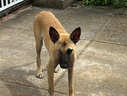 Cachorro raça SRD-ViraLata idade 7 a 11 meses nome Esperanza