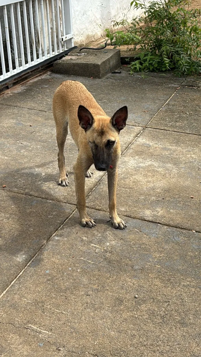 Cachorro raça SRD-ViraLata idade 7 a 11 meses nome Esperanza