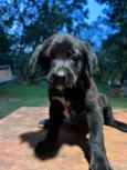 Cachorro raça SRD-ViraLata idade Abaixo de 2 meses nome Pretinha