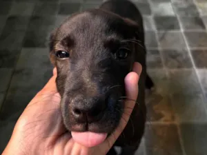 Cachorro raça Labrador idade 2 a 6 meses nome Pretinhas