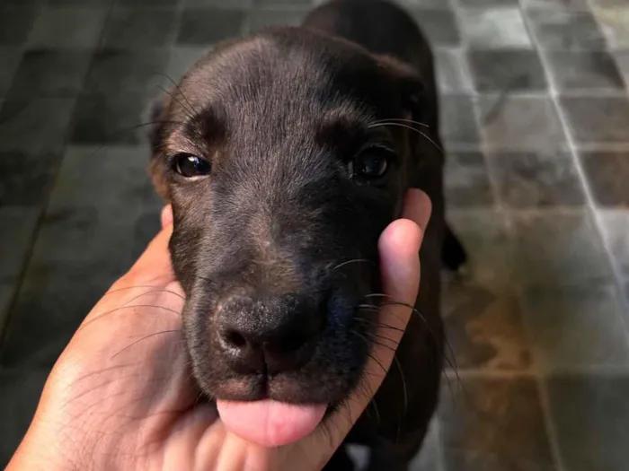 Cachorro raça Labrador idade 2 a 6 meses nome Pretinhas