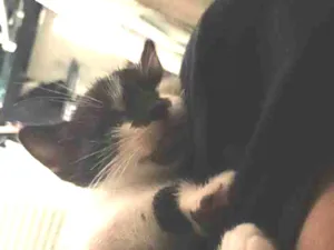 Gato raça SRD-ViraLata idade Abaixo de 2 meses nome bolacha