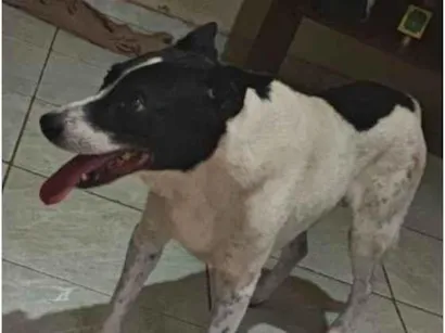 Cachorro raça SRD-ViraLata idade 6 ou mais anos nome pedro