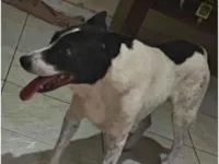 Cachorro raça SRD-ViraLata idade 6 ou mais anos nome pedro