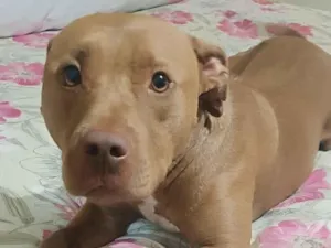 Cachorro raça Pit-Bull idade 2 anos nome Melinda 