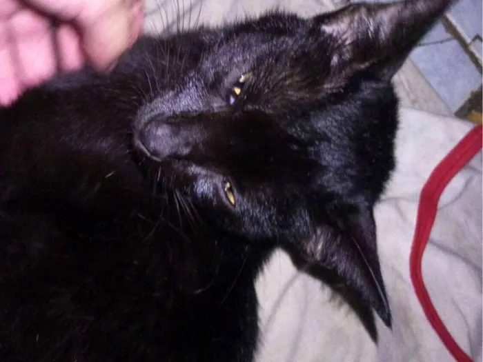 Gato raça SRD-ViraLata idade 2 anos nome Pretinha 