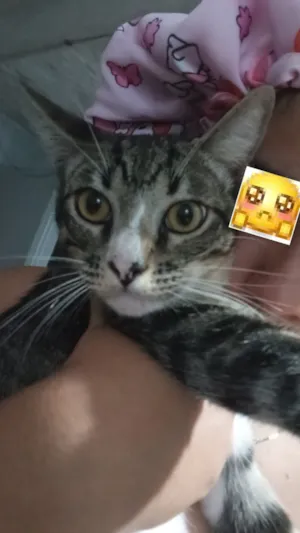Gato raça SRD-ViraLata idade 7 a 11 meses nome Botinha