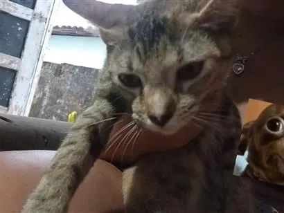 Gato raça SRD-ViraLata idade 2 a 6 meses nome Melzinha