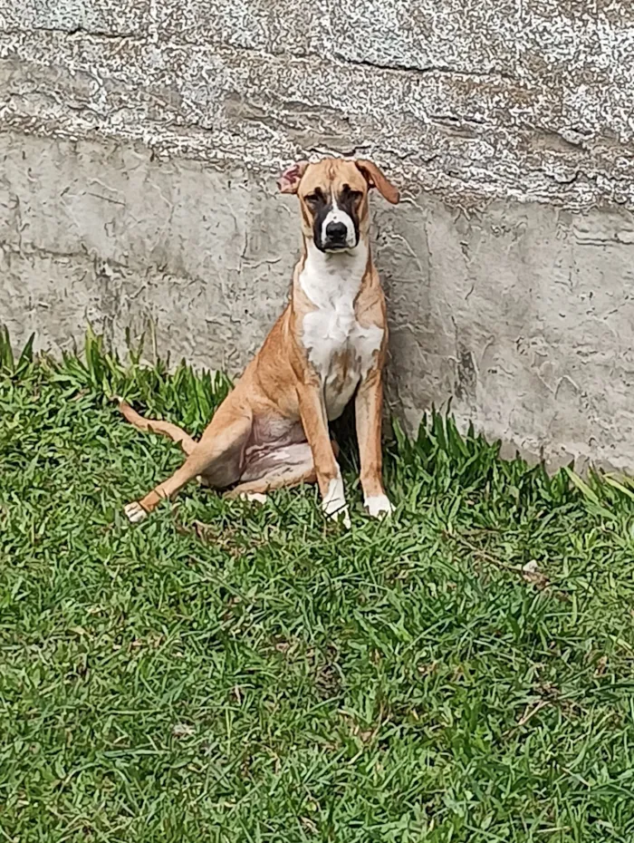 Cachorro raça SRD-ViraLata idade 7 a 11 meses nome "princesa"
