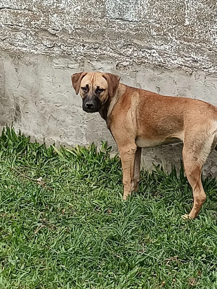Cachorro raça SRD-ViraLata idade 7 a 11 meses nome "marron"