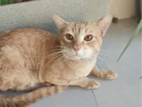 Gato raça SRD-ViraLata idade 2 a 6 meses nome Geraldo 