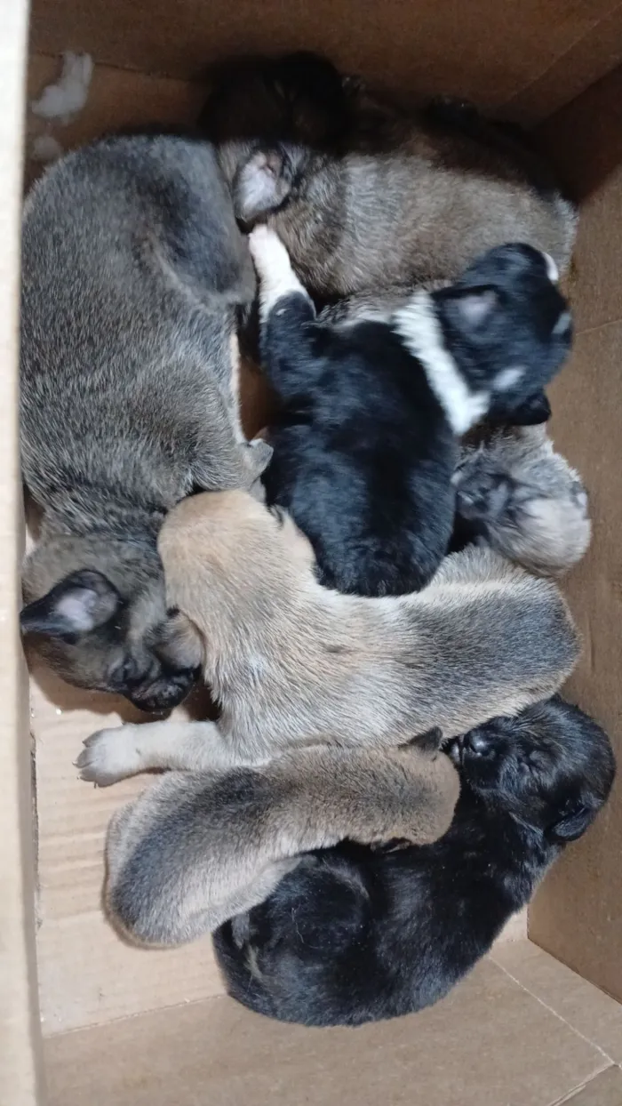 Cachorro raça SRD-ViraLata idade 7 a 11 meses nome ROSANA DE ALCANTARA ARAUJO