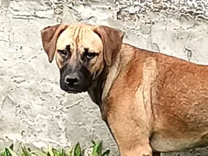 Cachorro raça SRD-ViraLata idade 7 a 11 meses nome "marron"