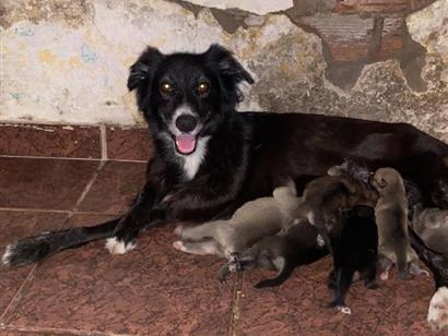 Cachorro raça SRD-ViraLata idade 6 ou mais anos nome zuca