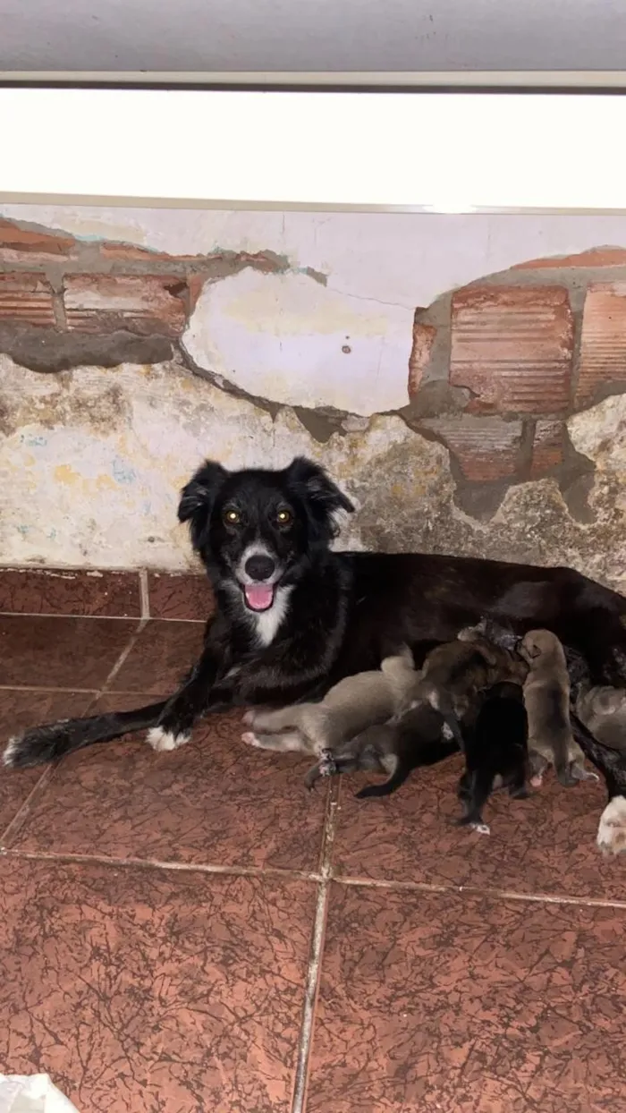 Cachorro raça SRD-ViraLata idade 6 ou mais anos nome zuca