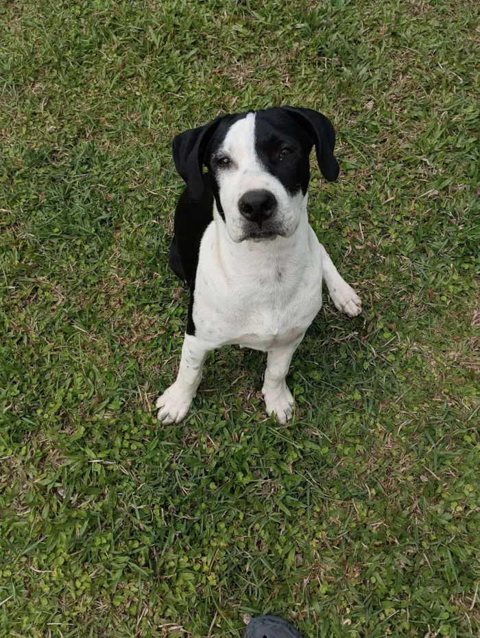 Cachorro raça SRD-ViraLata idade 7 a 11 meses nome "pirata"