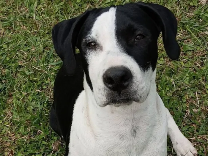 Cachorro raça SRD-ViraLata idade 7 a 11 meses nome "pirata"